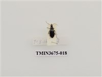 藏品(步行蟲(1))的圖片